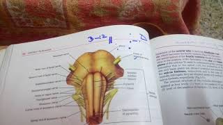 MEDULLA OBLONGATA external features made easy part 1 [upl. by Ayekin]