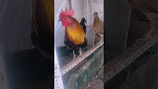 Chicken Farm roostercollection ayam chickenfarm [upl. by Oilcareh]