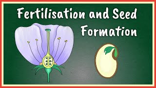 Fertilisation and Seed Formation [upl. by Kiri710]