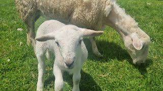 New Self Shedding Sheep Mum doesnt want her Baby Lamb We change her mind [upl. by Malsi]