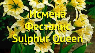 Исмена фесталис Сульфур Квин Краткий обзор описание характеристик ismene festalis Sulphur Queen [upl. by Floridia]