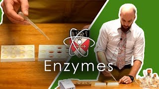 Enzymes  GCSE Science Required Practical [upl. by Aneetak445]