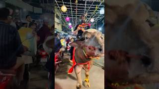 Bull Rider aa gya publicreaction shorts viral reaction [upl. by Artemahs]