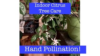 Indoor Citrus Tree Care and Pollination  Calamondin Orange Tree [upl. by Imhskal683]