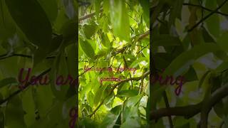 You are an Evolving Garden 🌻 Blessed Life YT Subscribe Farmer Growth Peace Nature Love 4K [upl. by Ardnasirhc23]