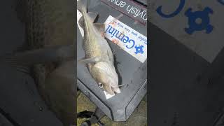 Sean’s 40cm cod out the river Tyne [upl. by Maril71]