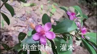 第一百五十七集：桃金娘Rhodomyrtus tomentosa [upl. by Lectra]