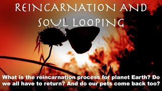 REINCARNATION AND SOUL LOOPING What is the process Do we have to return Do our pets come back [upl. by Monsour]