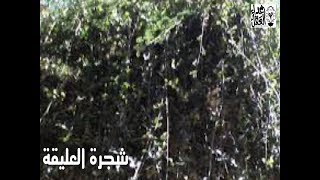 أسرار شجرة العليقة بدير سانت كاترين [upl. by Dorita]