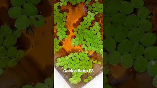 Golden Betta F3 Fry 6 days [upl. by Wiltshire134]