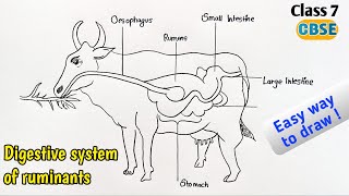 Digestive system of ruminants diagramcows digestive system drawing [upl. by Gauthier]