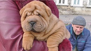 СУПЕР ЩЕНОК ШАРПЕЙ Amazing shar pei puppy Одесса [upl. by Noroj]