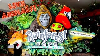 BIZARRE History of The RAINFOREST CAFE How It BEGAN In A MANS HOUSE [upl. by Anitsyrk]