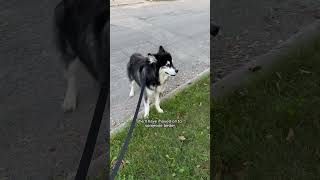 my husky is very stubborn Team Ellie or Levi husky huskies [upl. by Senaj]