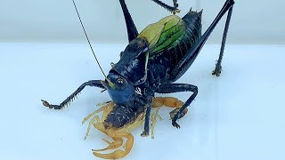 katydid Challenge the East Asian scorpionThe ending is surprisingKatydid vs Scorpion 蝈蝈vs蝎子 [upl. by Akimas]