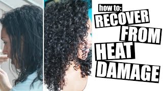 How To Recover From Heat Damage To Healthy Curly Hair [upl. by Manley967]