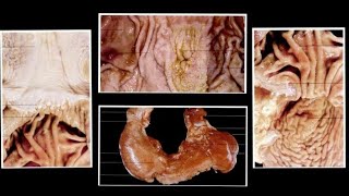 NonRuminant Stomach of Horse Pig and Dog Splanchnology by Dr Nidhi Gupta  NDVSU [upl. by Selij673]