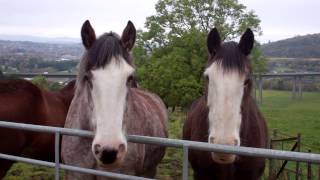 Clydesdale Horses Friarton Perth Perthshire Scotland October 23rd [upl. by Tabatha]