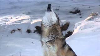 Mexican Gray Wolf Howling [upl. by Oderfodog]