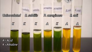 Microbiology Oxidation and Fermentation Tests Timelapse [upl. by Atilol]