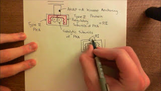 Phosphodiesterase Inhibitors to Treat Asthma Part 5 [upl. by Adile]