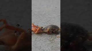 Camel SpiderSolifugae Being Eaten by AntsFormicidae [upl. by Isteb740]