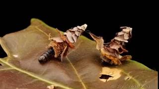 Pagoda bagworms from Ecuador [upl. by Arie]