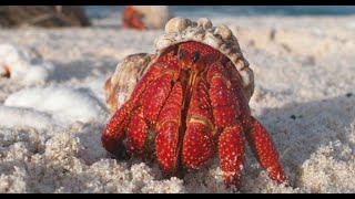 Facts The Hermit Crab [upl. by Leafar]