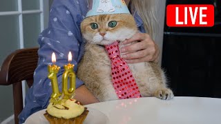 Happy birthday Hosico Live stream  08042024 [upl. by Holmann255]