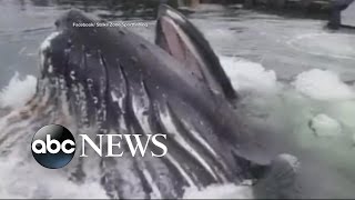 Humpback Whale Nearly Docks at Alaska Marina [upl. by Touber642]