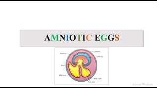 Amniote Egg [upl. by Piegari]