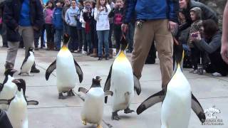 Penguin Parade at the Pittsburgh Zoo amp PPG Aquarium [upl. by Zetnwahs536]