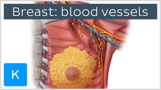 Blood Vessels of the Female Breast preview  Human Anatomy  Kenhub [upl. by Viole]