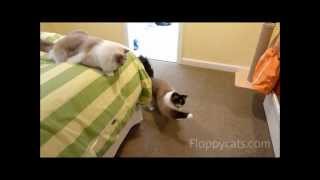 Ragdoll Cats Play With Neko Flies Small Kittenator [upl. by Nylrehc]