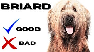 Briard Top 10 Facts  Pros and Cons you must know [upl. by Selway]