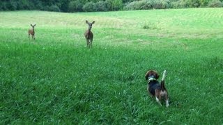 Skyviews Beagles Pleasure Run With Deer July 19 2011mpg [upl. by Maupin]