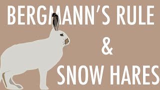 60 Second Zoology  Snow Hares And Bergmanns Rule [upl. by Christmas711]