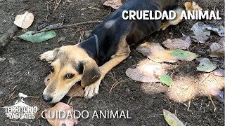 Mes de Prevención contra la Crueldad Animal [upl. by Yhcir]