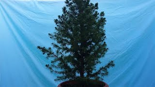 Picea Glauca Conica Bonsai Tree  First Pruning [upl. by Eelrak]