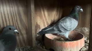 Pigeon Breeding 20 Mated Pairs in Spidey’s Stud Room Check out my first Mating What do you think 🤔 [upl. by Caughey]