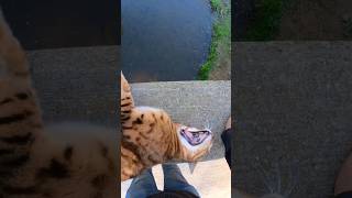 Pouncey loves this spot😊 bengal cat adventurecat [upl. by Billen755]