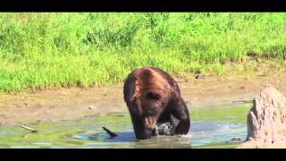 Honey Badger Narrates Honey Bears Dont Care [upl. by Tearle]