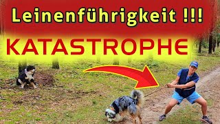 💥🐶Mache diese einfache Übung nur 3 Minuten amp beobachte wie schnell dein Hund leinenführig wird ✅ [upl. by Nnhoj652]