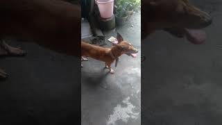 May doggie naligaw sa bahay nminMaritess CoyosTv [upl. by Helga]