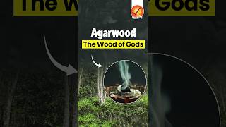 Agarwood The Wood of Gods [upl. by Randall938]