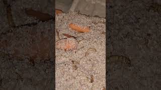 How To Maintain A Mealworm Farm mealworms mealwormfarming farming [upl. by Akihdar]