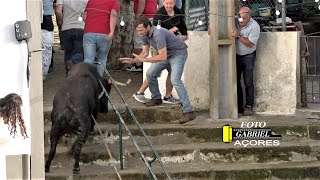 Tourada à Corda Santo Amaro Ribeirinha 10 Junho 2023 JG AÇORES [upl. by Airal878]