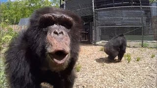 Former Research Chimps go Out in a Forest for the First Time [upl. by Angie]