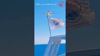 Red Sea Liveaboard shorts scubadiving travel [upl. by Yde668]