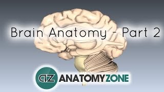 Basic Parts of the Brain  Part 2  3D Anatomy Tutorial [upl. by Aelanna348]